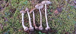 Pruun kärbseseen Amanita porphyria