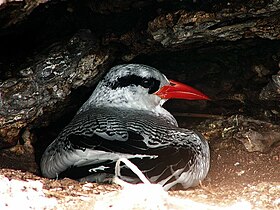 Phaethon aethereus no Arquipélago de Abrolho.