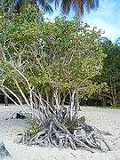 Jeune arbre sur une plage de Martinique.