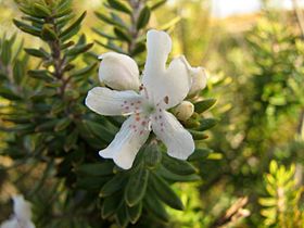 Westringia fruticosa