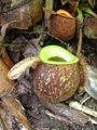 Nepenthes ampullaria