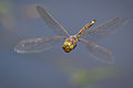 Image 10The Odonata (dragonflies and damselflies) have direct flight musculature, as do mayflies. (from Insect flight)