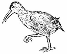 Aphanapteryx bonasia by Mundy.jpg