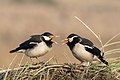 Pied mynas