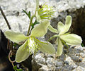 Clematis Fosteri Group