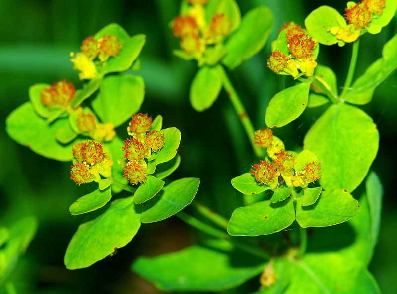 File:Euphorbia epithymoides - fruits.jpg