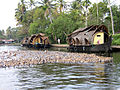 Tourist houseboats and ducks in Kerala backwaters