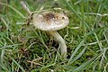 Hygrophorus olivaceoalbus