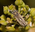 Henestarinae : Henestaris halophilus, Serbie.