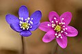 69 Hepatica nobilis flowers - blue and pink - Keila uploaded by Iifar, nominated by Iifar,  24,  0,  0