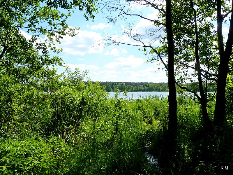 File:Jezioro Sępoleńskie widok z ścieżki przy brzegu. - panoramio.jpg