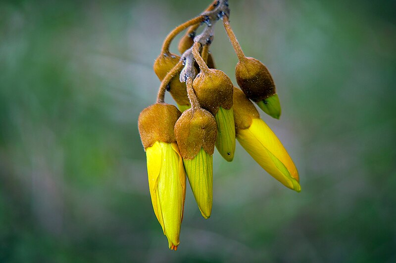 File:Kōwhai. (Sophora spp) (24222713928).jpg