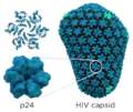 HIV capsid/p24