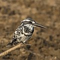 Pied kingfisher