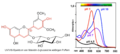 VIS-Spektren von Malvidin-3-glucosid bei verschiedenen pH-Werten