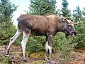 Dreijaariga Ejchbulle im schwedischen Ejchpark Grönåsen