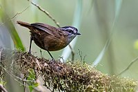 Scruffy brownish bird with black and white face