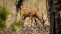 Antilopes au Parc National Bénoué