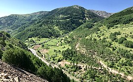 Birch forest in Şebinkarahisar, Giresun Province