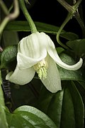 Clematis clarkeana