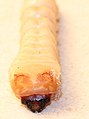 Image 16Larva of beetle, family Cerambycidae, showing sclerotised epicranium; rest of body hardly sclerotised (from Insect morphology)