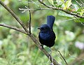 Male; Wilpattu National Park, Sri Lanka