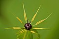 33 Paris quadrifolia flower - Keila uploaded by Iifar, nominated by Iifar,  10,  2,  0