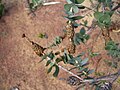 Melaleuca cordata