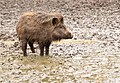 12. Vaddisznó (Sus scrofa) süldő szokásos környezetében, a németországi Wisentgehege Springe vadasparkban (javítás)/(csere)