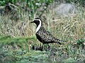 American golden plover