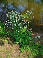 Habitus of flowering plant, Germany