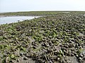 Muschelbank mit Miesmuscheln, Pazifischen Austern und Herzmuscheln