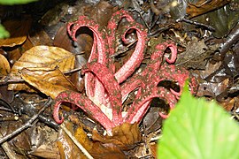 Les doigts du diable, champignon qui développe un carpophore évocateur.