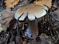 Cortinarius glaucopus