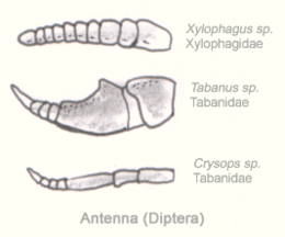 Dip-antenna.png