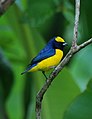 Yellow-crowned euphonia