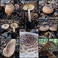 !!Lepiota perplexa!!