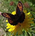 Erebia aethiops (Erebiina)