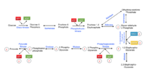 Glycolysis includes four phosphorylations, two that create ATP from ADP and two that use ATP and converting it into ADP. Glycolysis is the first step of metabolism and includes ten reaction ultimately resulting in one glucose molecule producing two pyruvate molecules