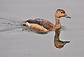 Lesser whistling duck