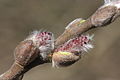 Salix myrsinifolia, männliche Kätzchen