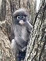 Südlicher Brillenlangur Trachypithecus obscurus, EN