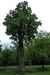 Eiche beim Försterhaus in Schwertberg