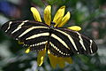 Heliconius charithonia