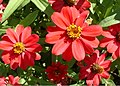 Zinnia elegans