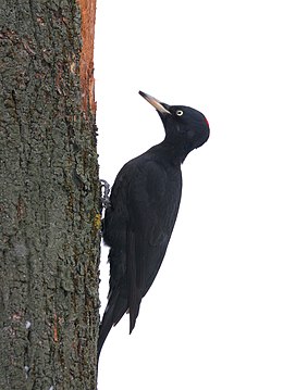 Juodoji meleta (Dryocopus martius)