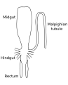 Image 22Stylized diagram of insect digestive tract showing malpighian tubule, from an insect of the order Orthoptera. (from Insect morphology)