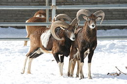 Europinis muflonas (Ovis orientalis musimon)