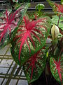 Caladium bicolor.