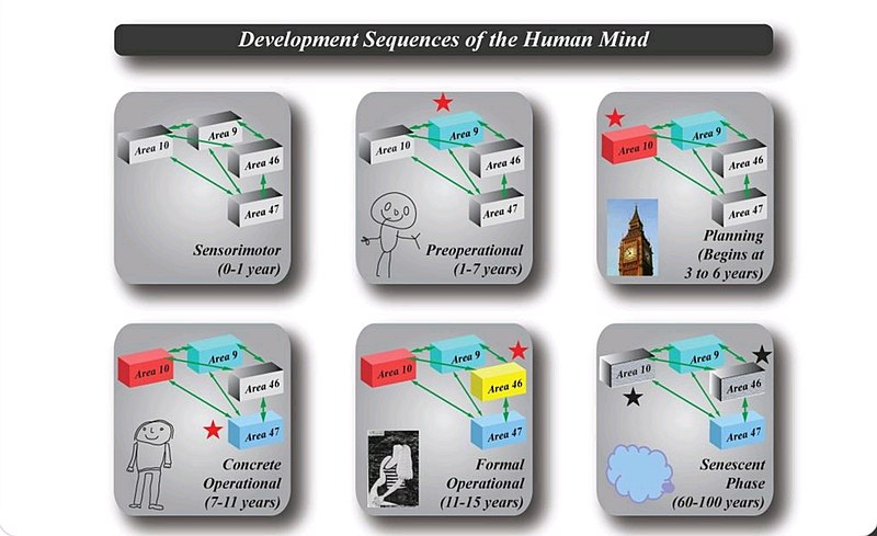 File:Development Sequences of the Human Mind.jpg